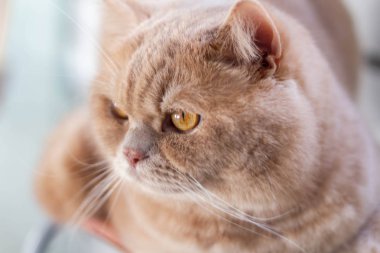 Şirin sakin İngiliz kedisi, güneşte kızıl saçlı.