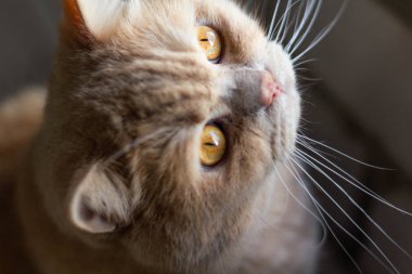 Şaşırmış, odaklanmış İngiliz kızıl kedisi tuğla duvar arkasında.