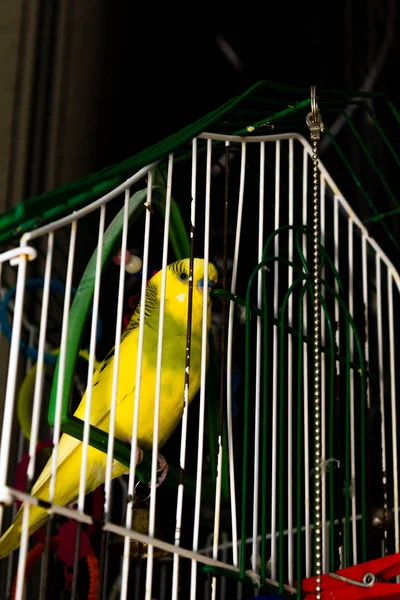Papagaio Pequeno Amarelo Verde Uma Jaula — Fotografia de Stock