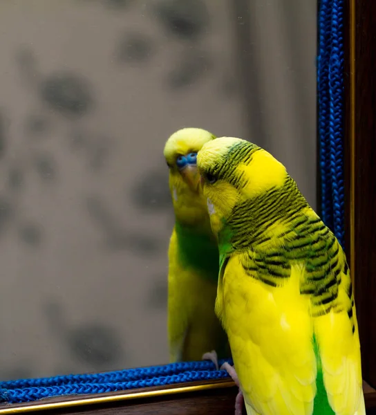 Yellow Green Little Parrot Looks Mirror — Stock Photo, Image