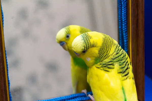 Piccolo Pappagallo Giallo Verde Guarda Allo Specchio — Foto Stock