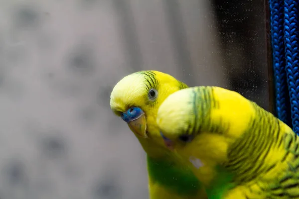 Жовто Зелений Маленький Папуга Виглядає Дзеркалі — стокове фото