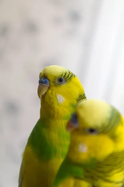 Papagaio Verde Amarelo Olha Para Espelho — Fotografia de Stock