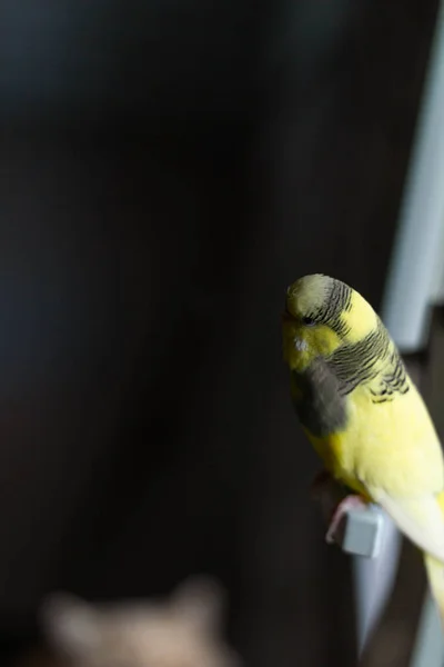 Papagaio Verde Amarelo Janela — Fotografia de Stock