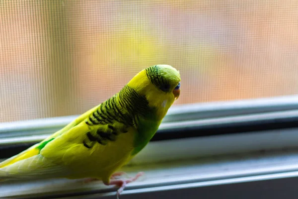 Piccolo Pappagallo Giallo Verde Sulla Finestra — Foto Stock