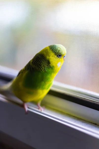 Piccolo Pappagallo Giallo Verde Sulla Finestra — Foto Stock