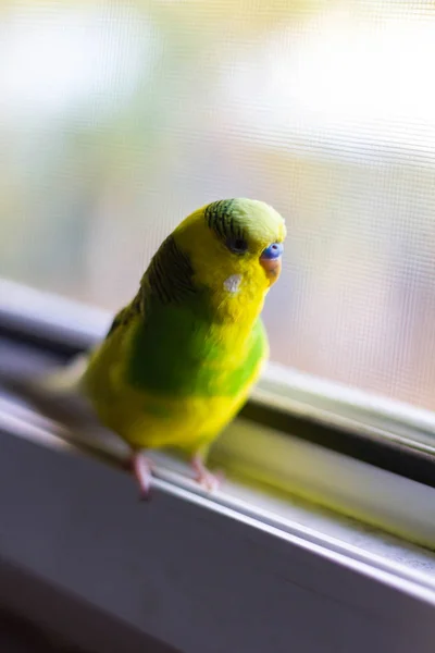 Papagaio Verde Amarelo Janela — Fotografia de Stock