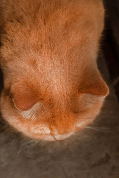 Χαριτωμένη Ήρεμη Βρετανίδα Κοκκινομάλλα Γάτα Στον Ήλιο — Φωτογραφία Αρχείου