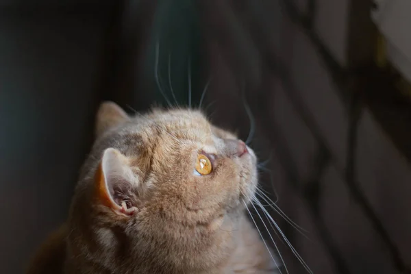 Lindo Calma Británico Gato Pelirroja Sol — Foto de Stock