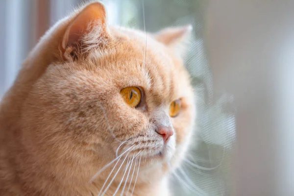 集中注意力的英国猫在阳光下红头发 — 图库照片