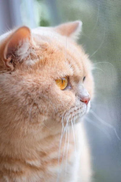 Εστιασμένη Βρετανίδα Κοκκινομάλλα Γάτα Στον Ήλιο — Φωτογραφία Αρχείου