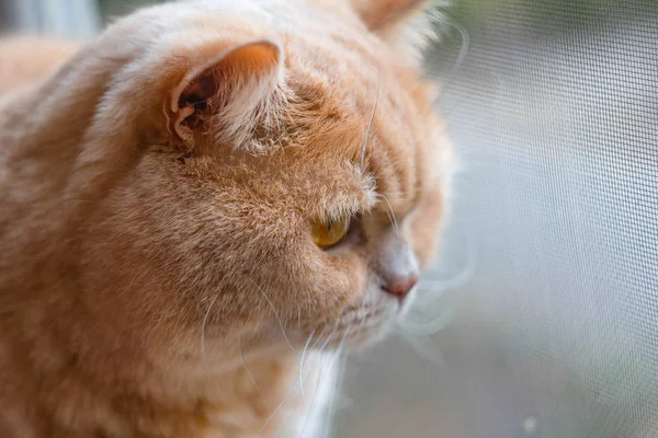 Fókuszált Brit Macska Vörös Hajú Ban Nap — Stock Fotó