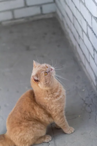 Roztomilý Klidný Britský Kočka Zrzka Slunci — Stock fotografie