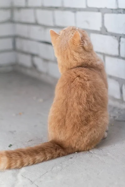 Lindo Calma Británico Gato Pelirroja Sol — Foto de Stock