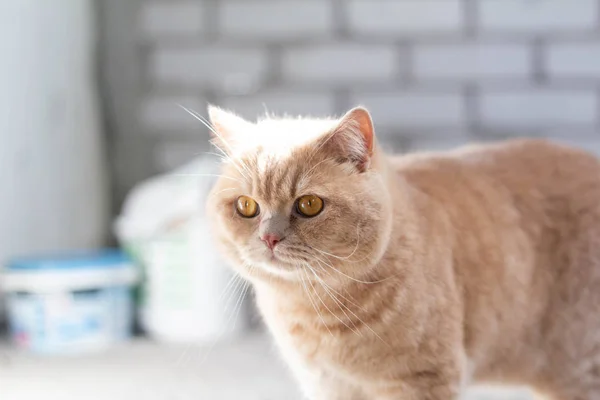 Schattige Kalme Britse Kat Roodharige Zon — Stockfoto