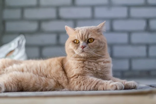 Carino Calmo Britannico Gatto Rossa Sole — Foto Stock