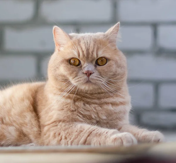 Schattige Kalme Britse Kat Roodharige Zon — Stockfoto