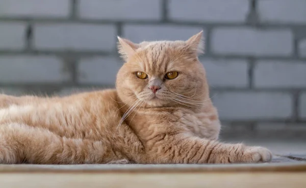 Bonito Calma Britânico Gato Ruiva Sol — Fotografia de Stock