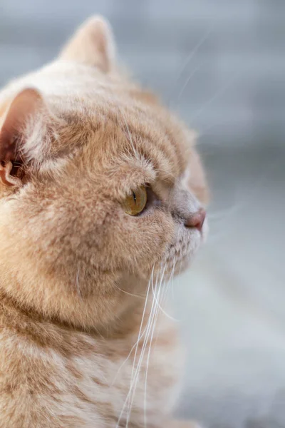 Söt Lugn Brittisk Katt Rödhårig Solen — Stockfoto