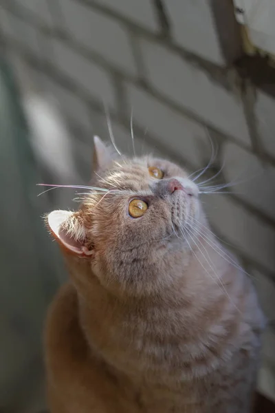 かわいいです穏やかな英国の猫の赤毛で太陽 — ストック写真