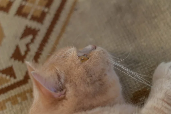 Тихий Рудий Кіт Сонці — стокове фото