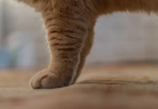 Pata Británico Rojo Gato Alfombra — Foto de Stock