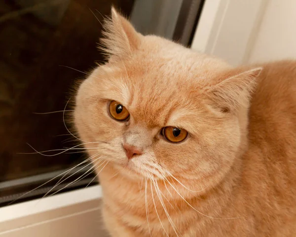 Bonito Calma Britânico Gato Ruiva Sol — Fotografia de Stock