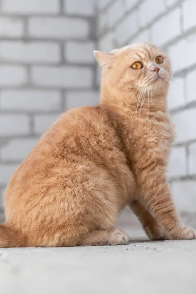 Sorprendido Enfocado Gato Pelirrojo Británico Sobre Fondo Pared Ladrillo — Foto de Stock