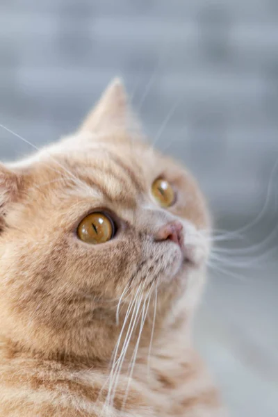 Sorprendido Enfocado Gato Pelirrojo Británico Sobre Fondo Pared Ladrillo — Foto de Stock