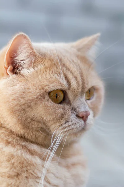 Zaskoczony Skupiony Brytyjski Rudy Kot Ceglanym Tle Ściany — Zdjęcie stockowe