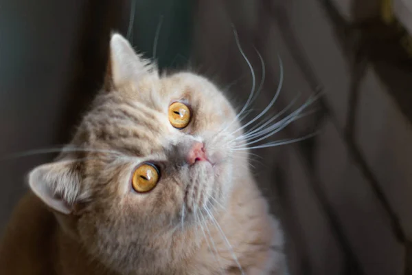 Sorprendido Enfocado Gato Pelirrojo Británico Sobre Fondo Pared Ladrillo — Foto de Stock