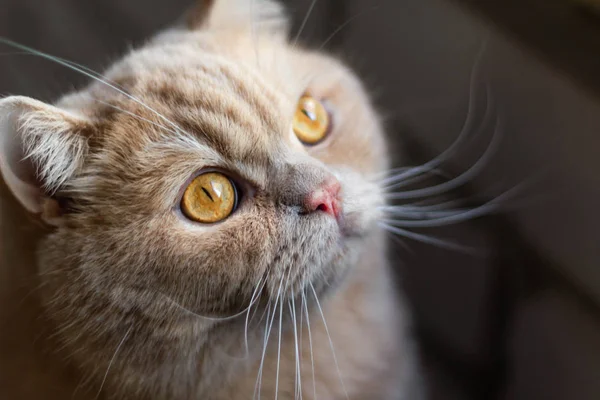 Έκπληκτος Επικεντρώθηκε Βρετανική Γάτα Κοκκινομάλλα Ένα Φόντο Τούβλο — Φωτογραφία Αρχείου