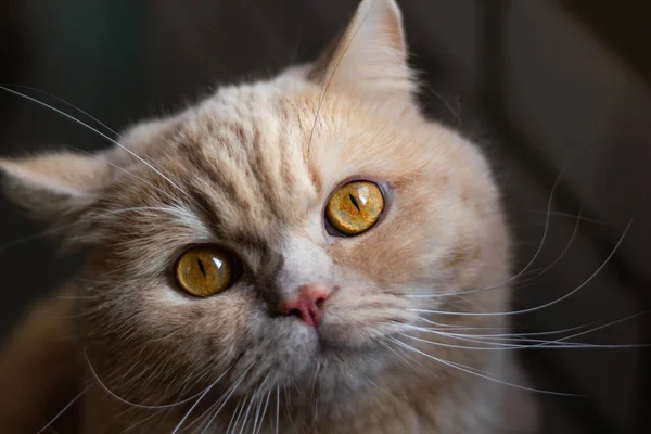 Sorprendido Enfocado Gato Pelirrojo Británico Sobre Fondo Pared Ladrillo — Foto de Stock