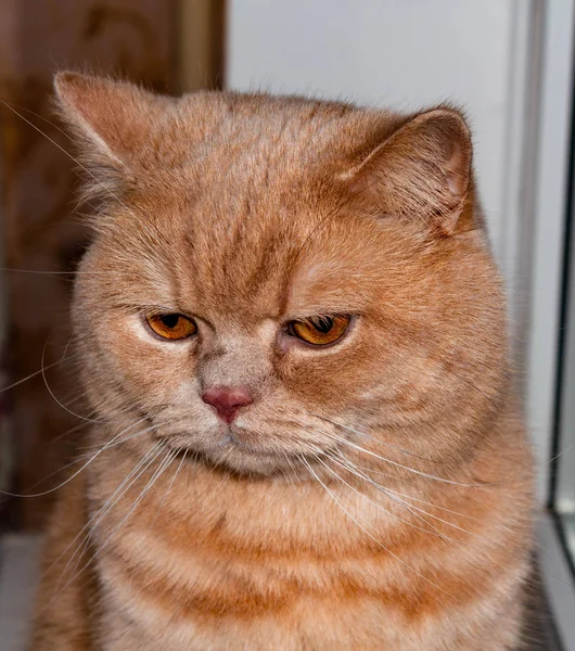 Angry Sleepy Lonely British Redhead Cat Brick Wall Background — Stock Photo, Image