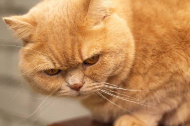 Kızgın, uykulu, yalnız İngiliz kızıl kedisi tuğla duvar arkasında