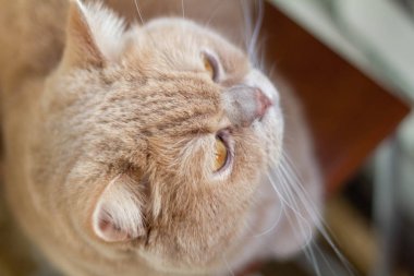 Kızgın, uykulu, yalnız İngiliz kızıl kedisi tuğla duvar arkasında