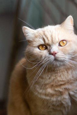 Tuğla duvardaki sevimli İngiliz kırmızı kedisi