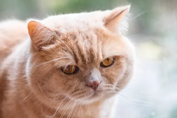 Irritado Sonolento Solitário Britânico Ruiva Gato Tijolo Parede Fundo — Fotografia de Stock