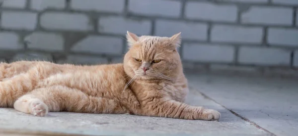 Arrabbiato Assonnato Solitario Gatto Rosso Britannico Uno Sfondo Muro Mattoni — Foto Stock