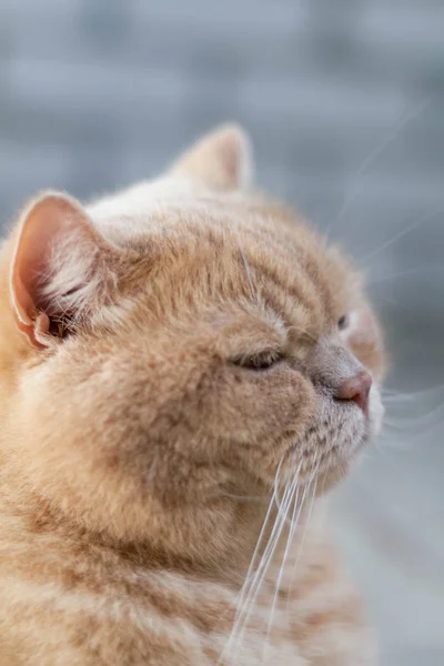 Enojado Soñoliento Solitario Gato Pelirrojo Británico Sobre Fondo Pared Ladrillo —  Fotos de Stock