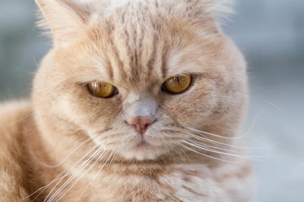 Θυμωμένη Νυσταγμένη Μοναχική Βρετανίδα Κοκκινομάλλα Γάτα Φόντο Από Τούβλα — Φωτογραφία Αρχείου