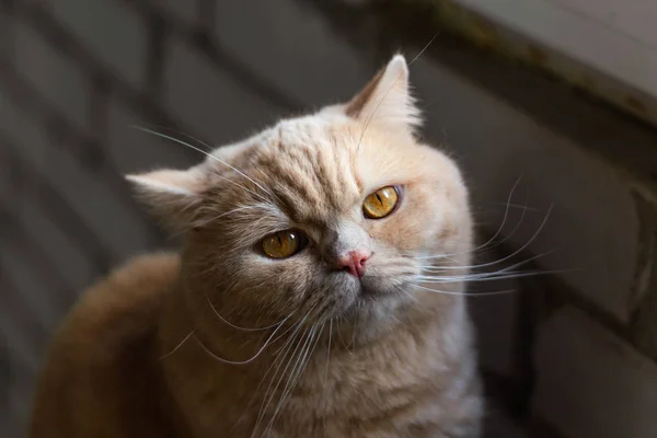 Irritado Sonolento Solitário Britânico Ruiva Gato Tijolo Parede Fundo — Fotografia de Stock