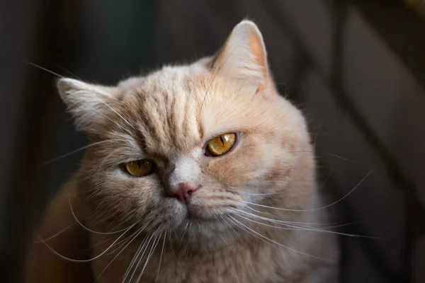 Irritado Sonolento Solitário Britânico Ruiva Gato Tijolo Parede Fundo — Fotografia de Stock