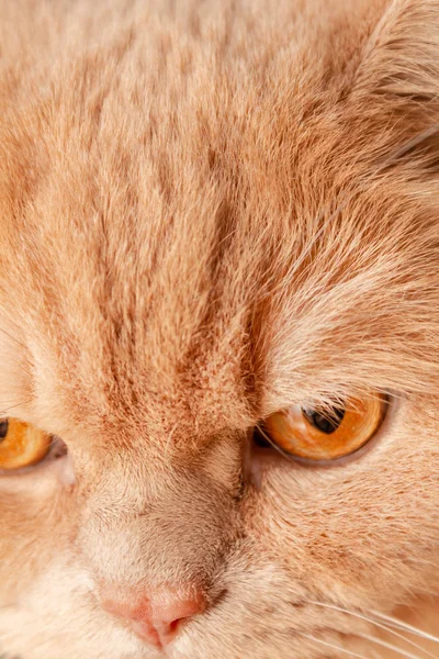 Enojado Soñoliento Solitario Gato Pelirrojo Británico Sobre Fondo Pared Ladrillo — Foto de Stock