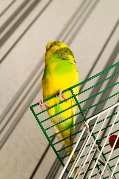 Papagaio Pequeno Amarelo Verde Uma Jaula — Fotografia de Stock