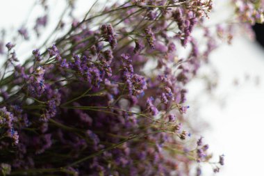 Dal üzerinde küçük mor çiçekler