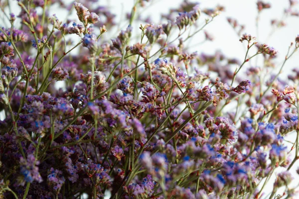 Kleine Lila Blüten Auf Einem Zweig — Stockfoto