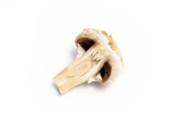 Şampiyon mantar kesimi beyaz arkaplan izole