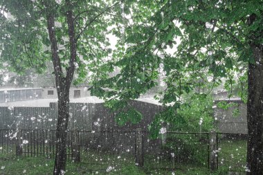 Kestanelerin arka planında büyük bir yağmur var.