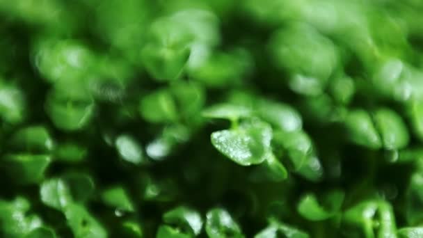 Brotes de chía verde diapositiva macro fondo — Vídeo de stock